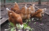 chickens_cropped
