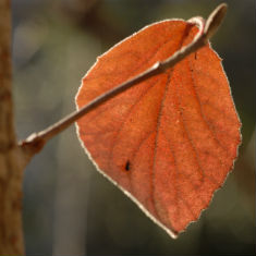 leaf study by Jim Peppler