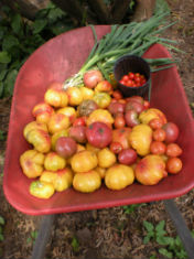 JF-tomatoes-in-wheelbarrow-176x235