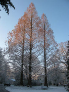 (c) 2012 Redwoods in Snow (Dorothy Day)