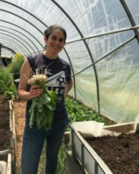 cultivating turnips in the hoop house