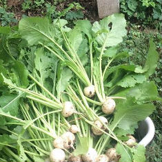 turnips straight from the Pendle Hill garden