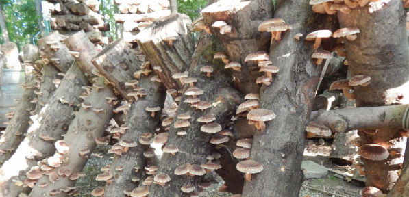 shiitake mushroom log inoculation