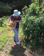 garden volunteer