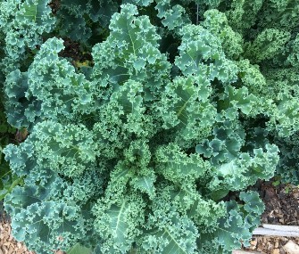kale flourishing in the Pendle Hill garden