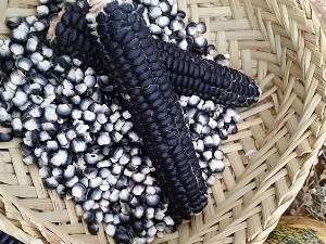 "Sehsapsing Blue Flint Corn are breathtaking 7-inch cobs of blue kernels that can be ground for flour, grits, and a traditional cornmeal mush called sapan."