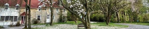 Main House with magnolia in bloom