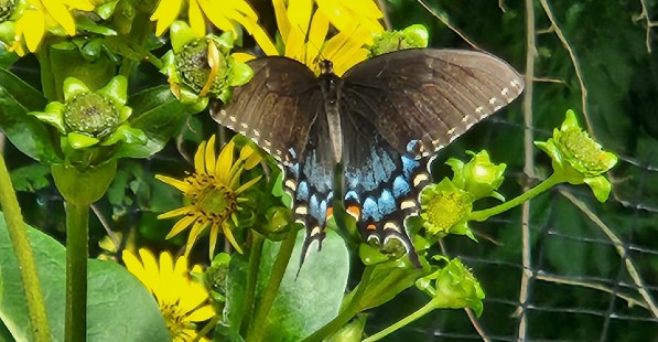 A female black swallowtail butterfly (Papilio polyxenes) alights at Pendle Hill. Photo credit: E. Spina.