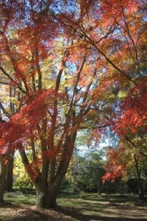 Fall at Pendle Hill